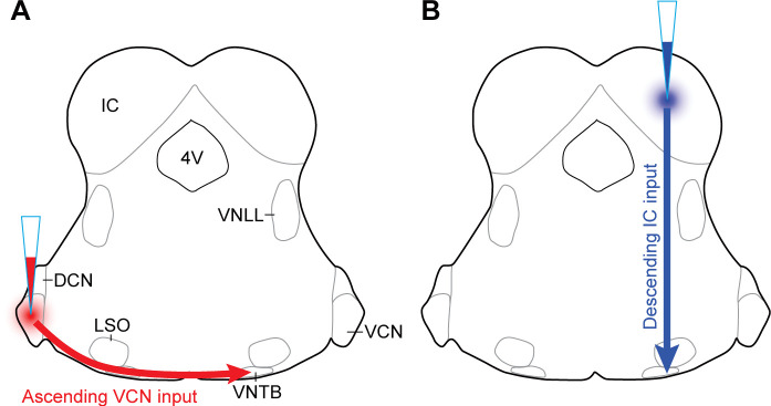 Figure 3—figure supplement 1.