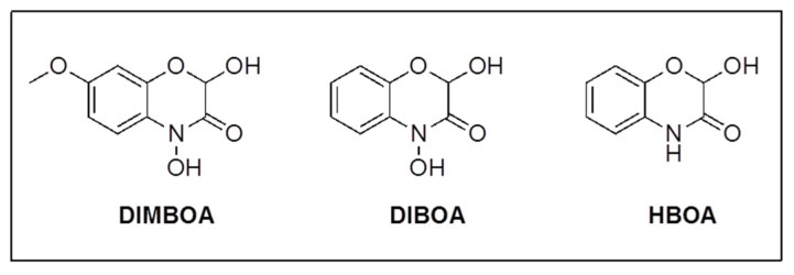 Scheme 6