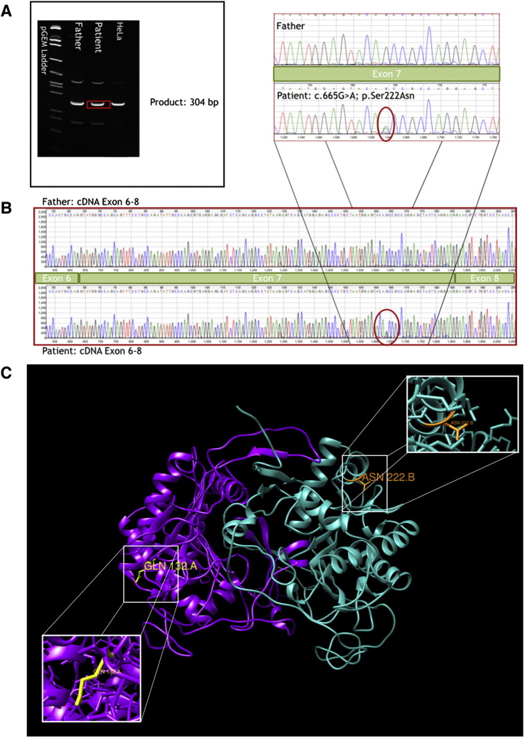 Fig. 1