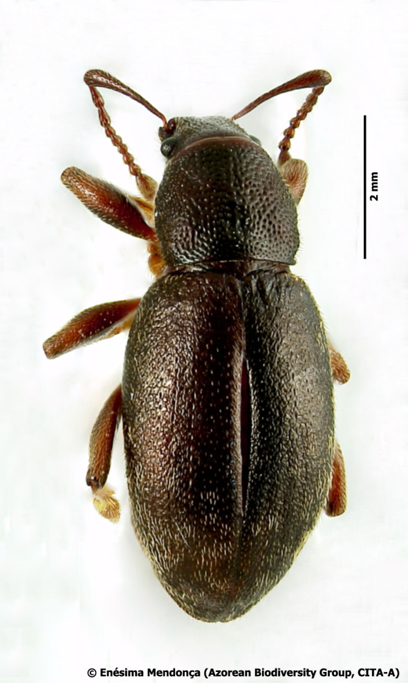 Figure 15.