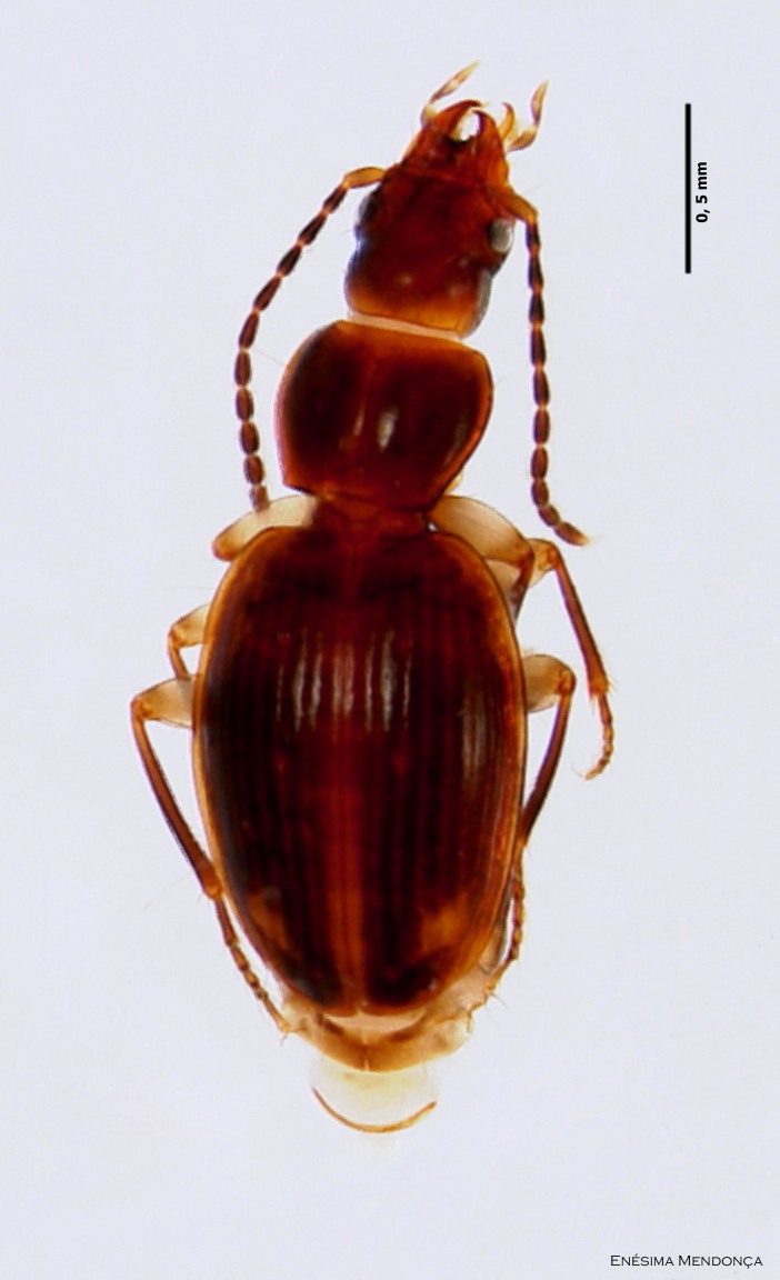 Figure 7.