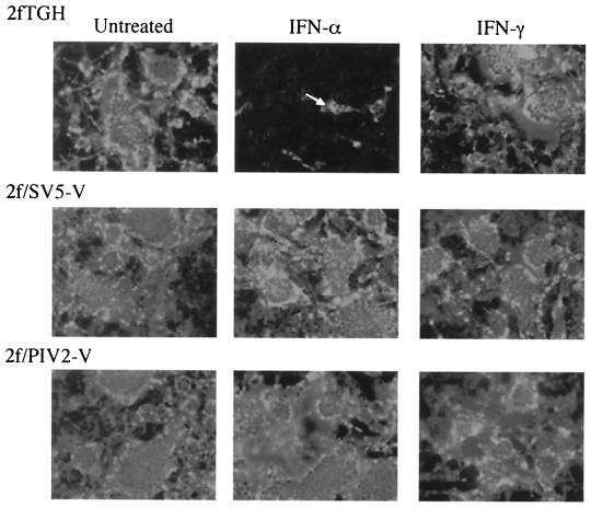 FIG. 8.