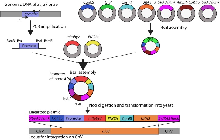 FIGURE 1