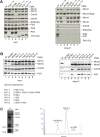 Figure 3—figure supplement 2.