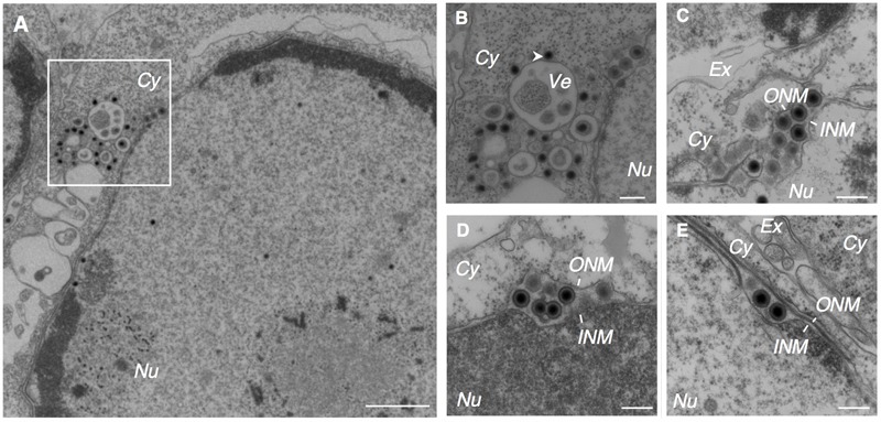 FIGURE 2