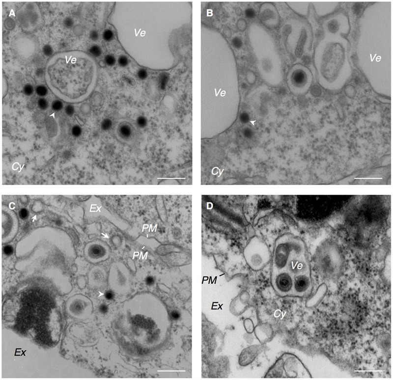 FIGURE 3