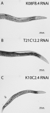 FIGURE 5.