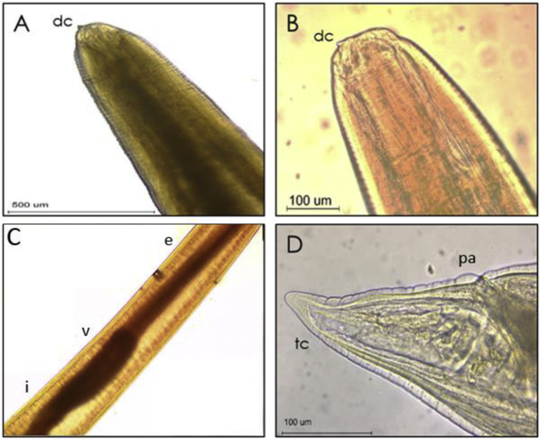 Fig. 1