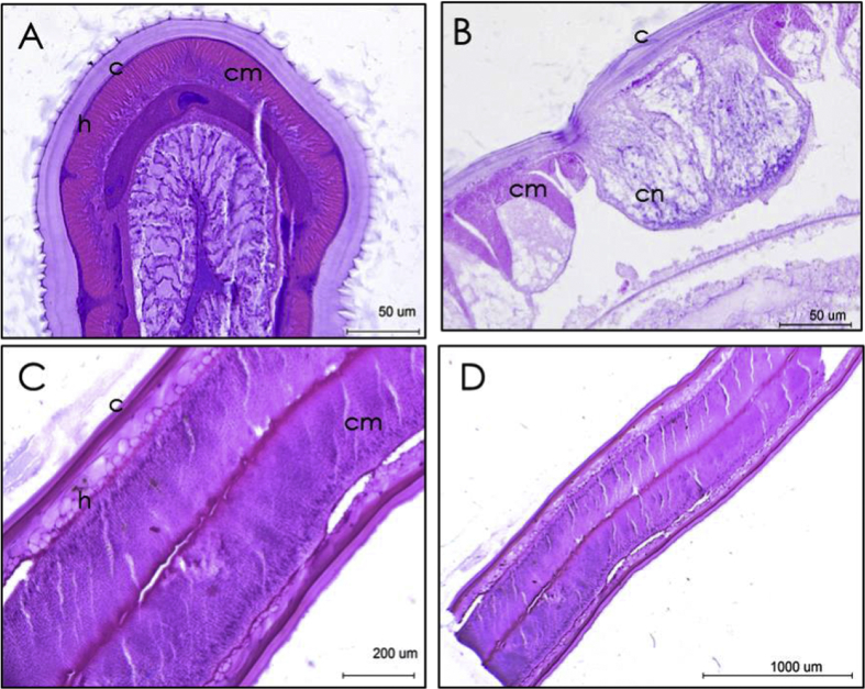 Fig. 2