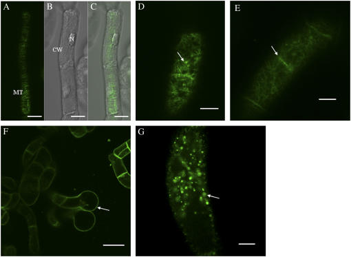 Figure 5.