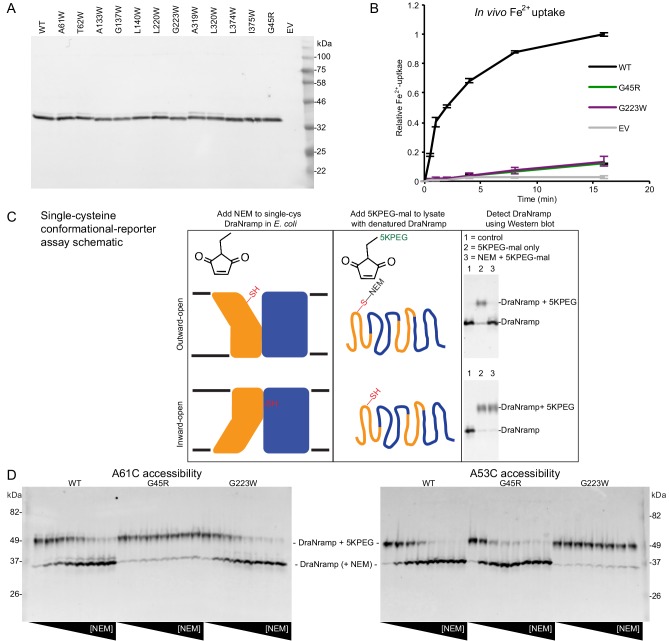 Figure 1—figure supplement 1.