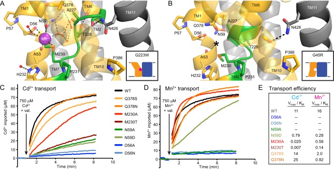 Figure 4—figure supplement 1.