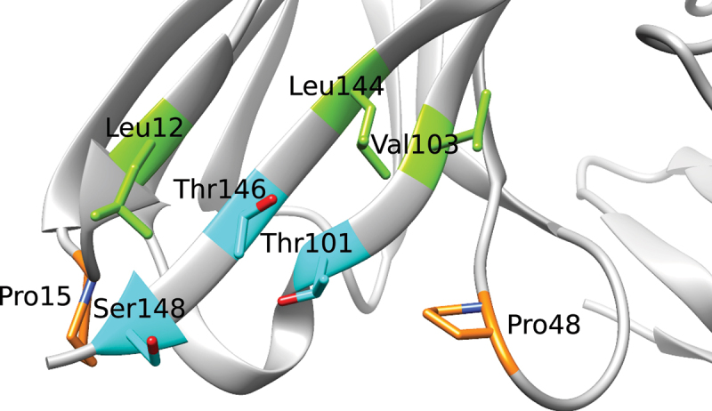 Close-up of the exposed, accessible region in the former (heavy) V/C domain interface of a scFv, with residues that have been subject to substitutions indicated (i.e., Leu12, Pro15, Pro48, Thr101, Val103, Leu144, Thr146 and Ser148).