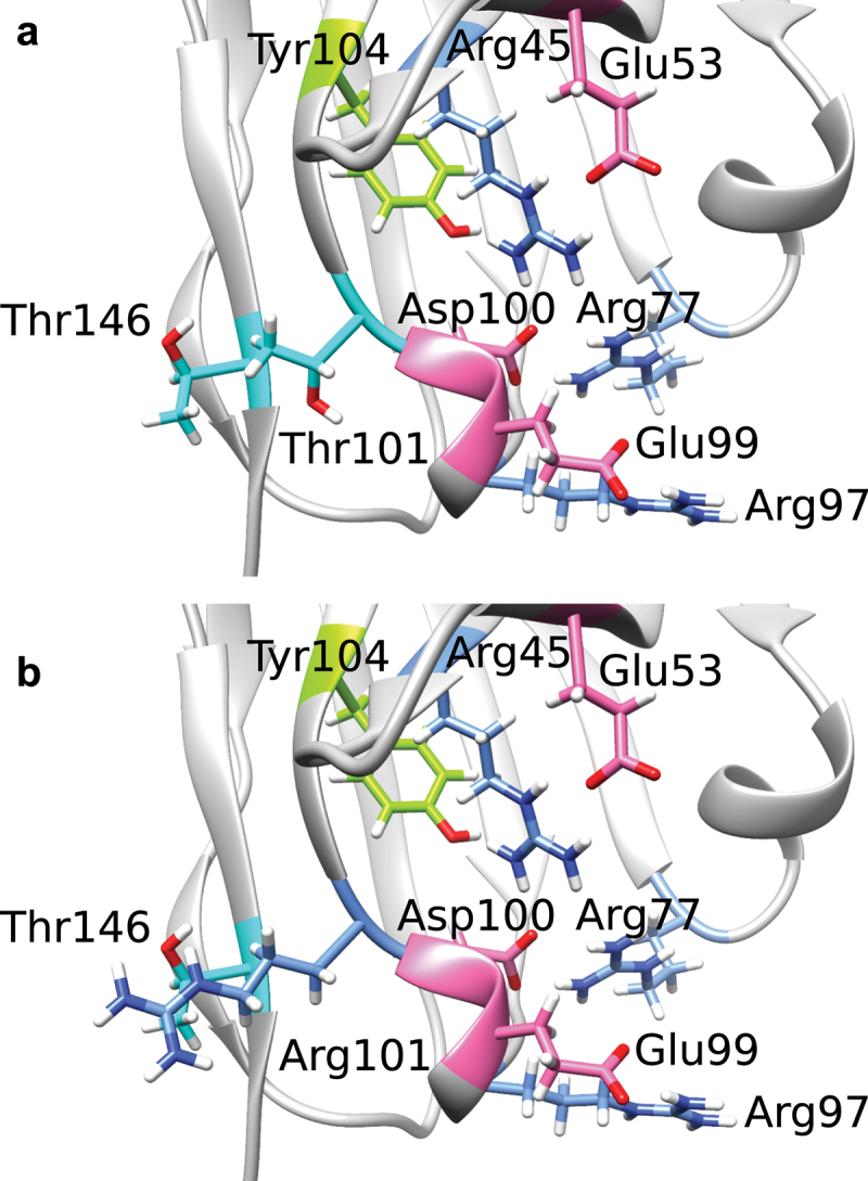 The amino acids of the charge cluster in the lower core region of VL and VH before (A) and after (B) application of T101R.