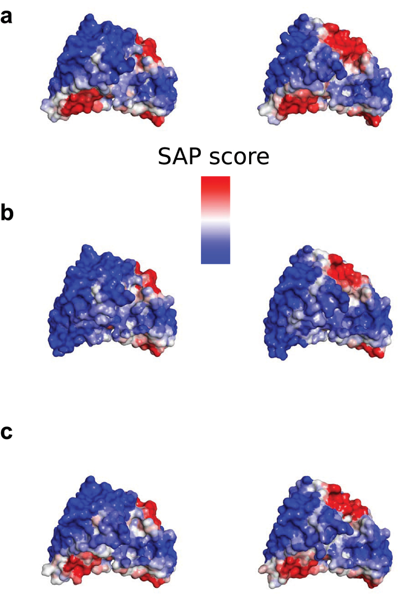 SAP scores mapped onto αTAA1 and αTAA2 scFvs for (A) parental molecules, (B) L12R-V103T-L144Q molecules, and (C) T101S-T146K molecules, illustrating that different designed molecules exhibit large variations in exposed hydrophobicity, and that there are differences between the two αTAA scFvs.