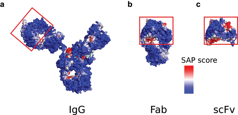 SAP scores mapped onto structures of (A) IgG, (B) Fab and (C) scFv antibody format molecules, revealing that scFvs have an exposed region that is buried by the constant domain in IgG and Fab formats.