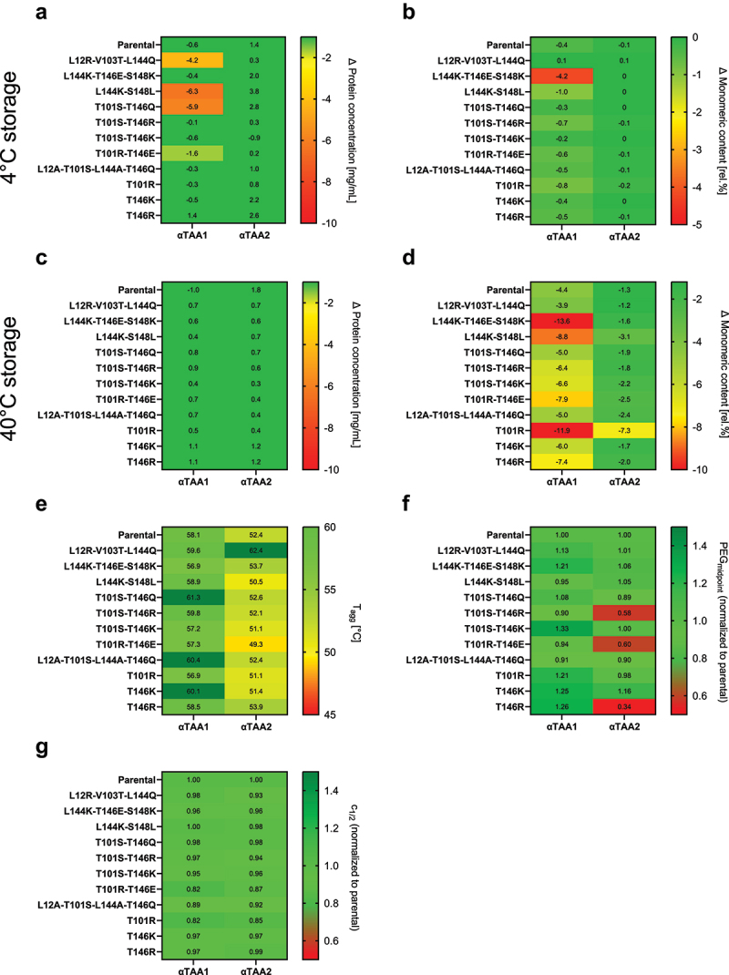 Seven heatmaps show the results for each selected molecule and analysis within the extended biophysical characterization. The heatmaps show that the monomer stability and protein concentration after storage at 4°C and 40°C and the solubility by the PEGscreen can be significantly changed depending on mutation and αTAA scFv. Onset of aggregation and the chemical unfolding show smaller changes. Overall, the characterization revealed mutants that are not significantly different to the parental molecule, i.e. T101S-T146K and T146K.