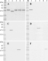 FIG. 4.