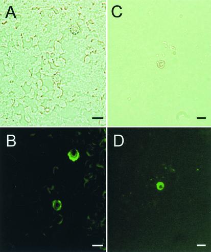 FIG. 5.