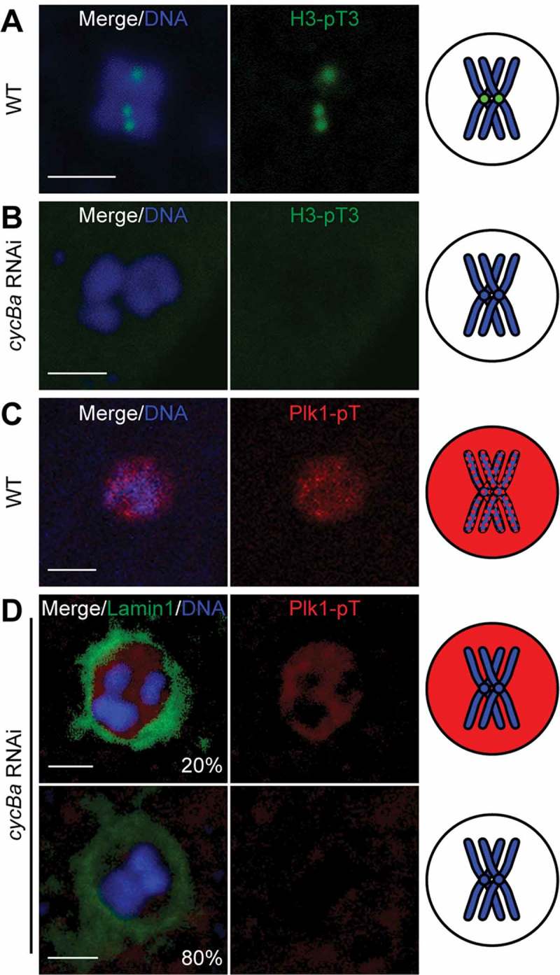 Figure 10.