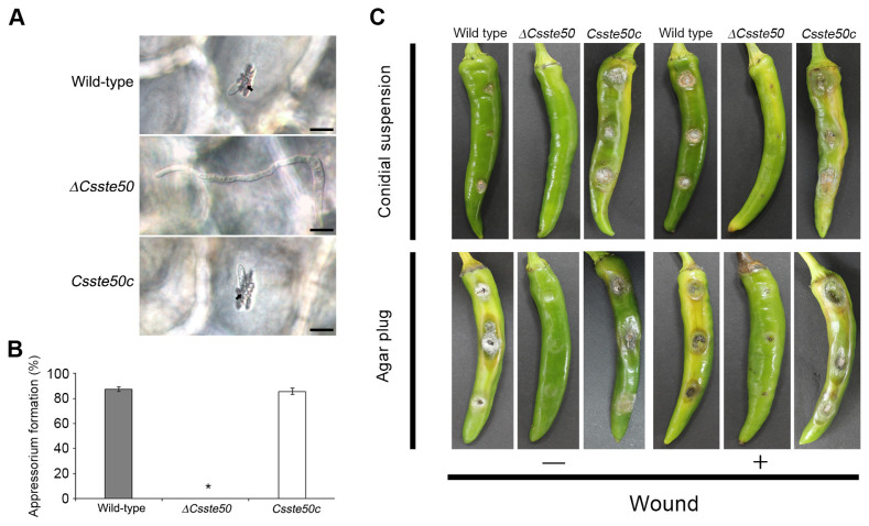 Fig. 6