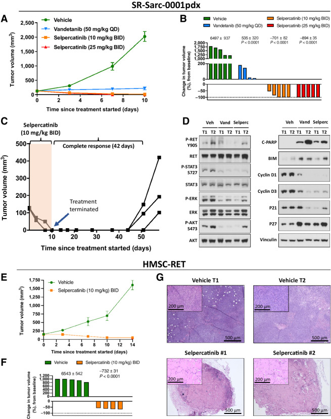 Figure 4. In vivo efficacy of RET inhibition in RET-rearranged sarcoma models. A, SR-Sarc-0001pdx tumors were implanted into the subcutaneous flank of NSG mice. Treatment commenced 13 days after implantation. Data represents mean ± SE of five tumors per group. While no tumor regression was observed with vandetanib, both selpercatinib 10 mg/kg twice daily and 25 mg/kg twice daily induced complete responses in most tumors. B, The percent change in tumor volume on day 10 when treatment was stopped. One tumor in the vandetanib group was too small to show up on the scale used. The numbers above the corresponding bar plots show the AUC values used to statistically compare selpercatinib and vandetanib treatments to the vehicle group. The resulting AUC values were used to calculate the P values displayed. C, Animals (three) in the selpercatinib 10 mg/kg twice daily group were observed for tumor recurrence after cessation of treatment. Complete responses were sustained for 42 days with no therapy. After this point, each line on the graph represents an individual tumor. D, Mice bearing SR-Sarc-0001pdx tumors were treated for two days with 10 mg/kg twice daily selpercatinib (three doses) or 50 mg/kg once daily vandetanib (two doses) and the tumors removed to profile cell signaling, cell cycle, and apoptosis proteins using Western blot analysis. Two tumors (T) are represented from each group. E, HMSC-RET xenograft tumors were treated with vehicle or 10 mg/kg twice daily selpercatinib 13 days after implantation. There were five animals per group. F, The percent change in tumor volume on day 10 when treatment was stopped. The numbers above the corresponding bar plots show the AUC values used to statistically compare the two conditions and calculate the P value for the 10 mg/kg twice daily selpercatinib group. G, Histology of HMSC-RET xenograft tumors isolated at the end of the study. The selpercatinib-treated tumors were composed of hypocellular stroma, consistent with necrotic scarring. BID, twice daily; QD, once daily.