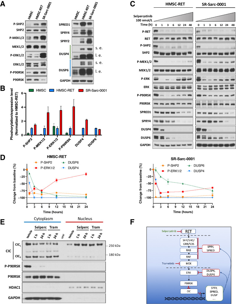 Figure 5. MAPK pathway is dynamically regulated in RET-rearranged cells and may impinge upon RET inhibition. A, HMSC, HMSC-RET, and SR-Sarc-0001 cells were serum-starved for 24 hours and then whole-cell extracts were prepared for Western blotting. s.e, shorter exposure; l.e., longer exposure. One representative immunoblot from two independent experiments is shown for each protein. B, Densitometry signals were quantified and normalized to corresponding loading controls (total SHP2, MEK1/2, ERK1/2, and P90RSK for corresponding phosphoproteins; GAPDH for DUSP4 and DUSP6). The resulting values were normalized to HMSC-RET. C, Cells were treated with 100 nmol/L selpercatinib for the indicated times and then whole-cell extracts prepared for Western blotting. One representative immunoblot from two independent experiments is shown for each protein. D, Densitometry signals were quantified and phosphoproteins were normalized to their corresponding totals while DUSP4 and DUSP6 were normalized to GAPDH. E, HMSC-RET cells were treated with 100 nmol/L selpercatinib or 100 nmol/L trametinib for 1 and 24 hours, and then cytoplasmic and nuclear extracts prepared for Western blotting. GAPDH represents a predominantly cytoplasmic protein control and HDAC1 represents a predominantly nuclear protein control. Selperc, selpercatinib 100 nmol/L; Tram, trametinib 100 nmol/L; CICs, short CIC isoform; CICL, long CIC isoform. F, Schematic illustration of the proposed model of RET–MAPK–CIC signaling.