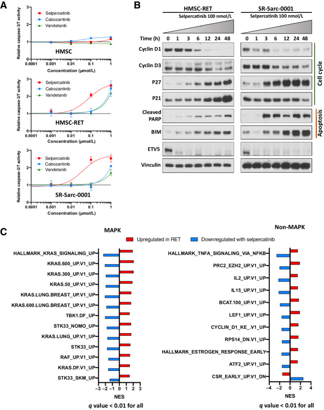 Figure 3. RET inhibition induces apoptosis and markers of cell-cycle arrest, and prominent MAPK-related transcriptomic deregulation in the RET-rearranged models. A, Cells were treated with the indicated doses of selpercatinib, cabozantinib, or vandetanib for 48 hours and then caspase-3/7 activity was determined. Each condition was assayed in triplicate determinations in two independent experiments. Results represent the mean ± SD of one representative experiment. B, Cells were treated with 100 nmol/L selpercatinib for the indicated times and then whole-cell extracts prepared for Western blotting analysis. One representative immunoblot from two independent experiments is shown for each protein. C, Transcriptomic analysis of the overlapping oncogenic and Hallmark signatures that were upregulated in HMSC-RET and SR-Sarc-0001 cells as compared with the parental HMSCs and downregulated in HMSC-RET and SR-Sarc-0001 upon treatment with selpercatinib (6 hours, 100 nmol/L) shows a prominent role for the MAPK pathway.