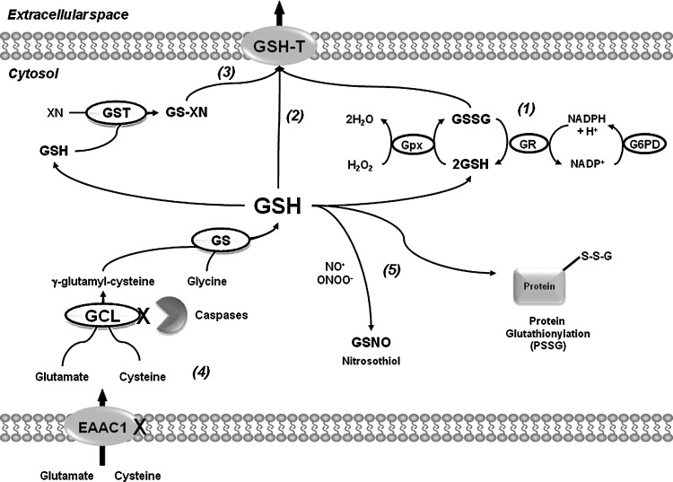 FIG. 2.