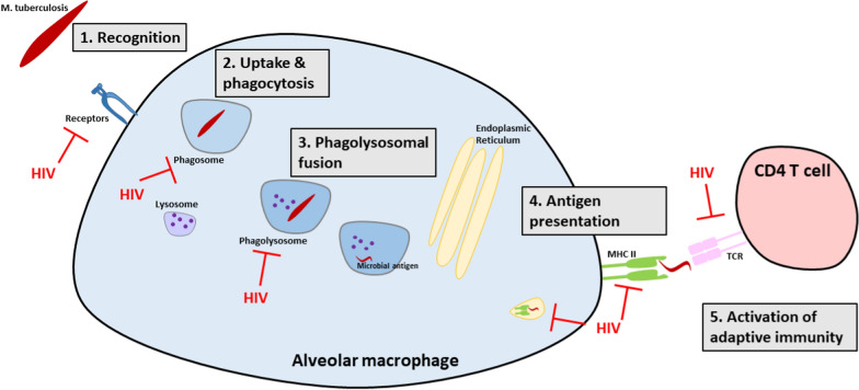 Fig. 3