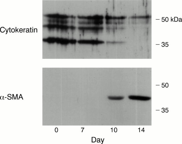 Figure 3  