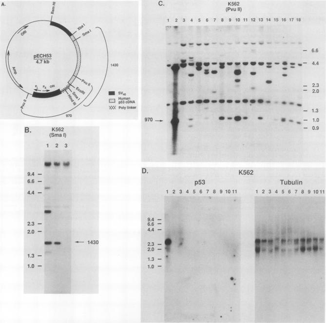 graphic file with name molcellb00136-0018-a.jpg