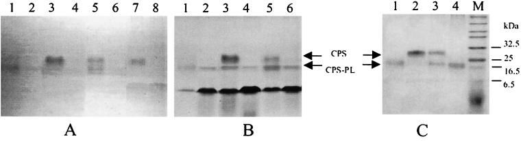 FIG. 6