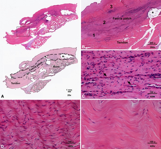 Fig. 3A–E