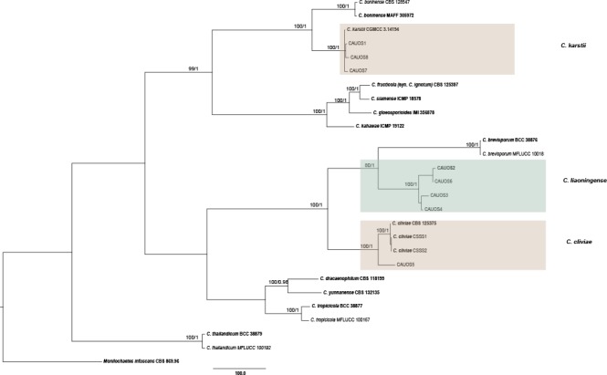 Fig. 6