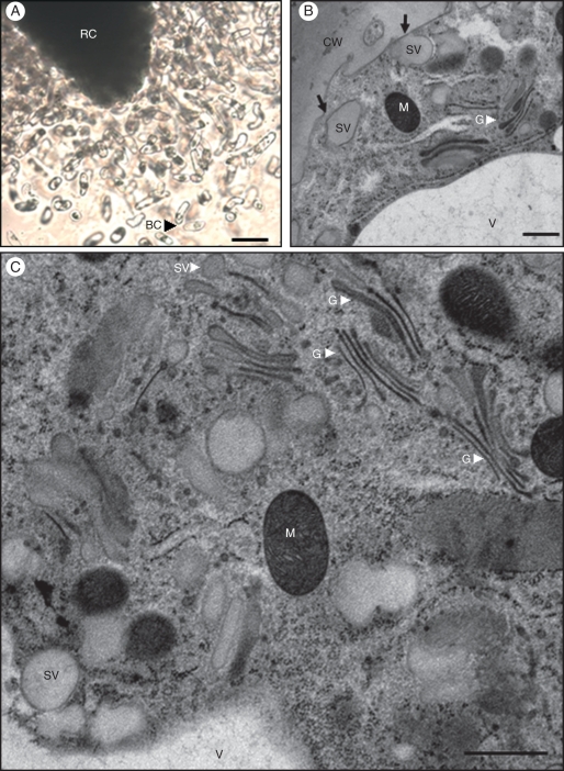 Fig. 5.