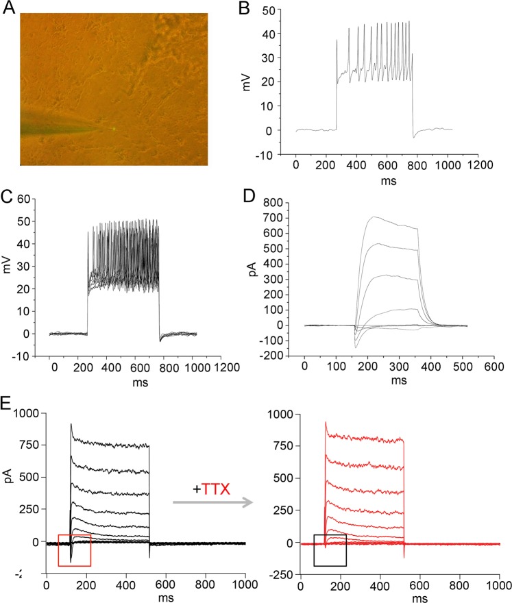 Fig. 7