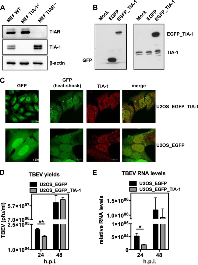 FIG 6