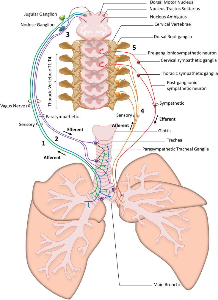 Fig. 1