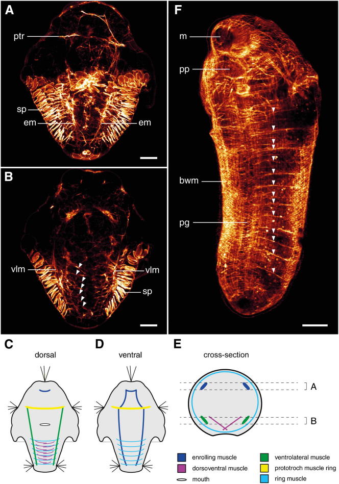 Figure 3