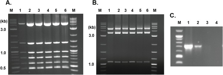 Figure 6