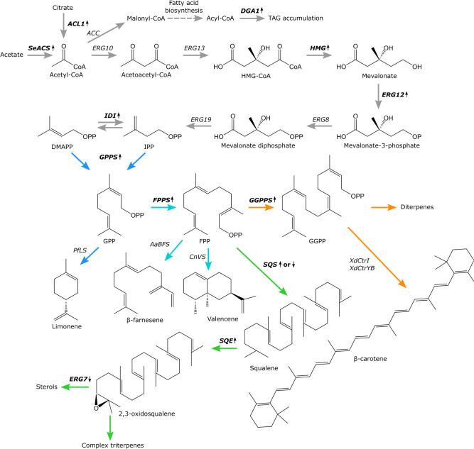 FIGURE 1