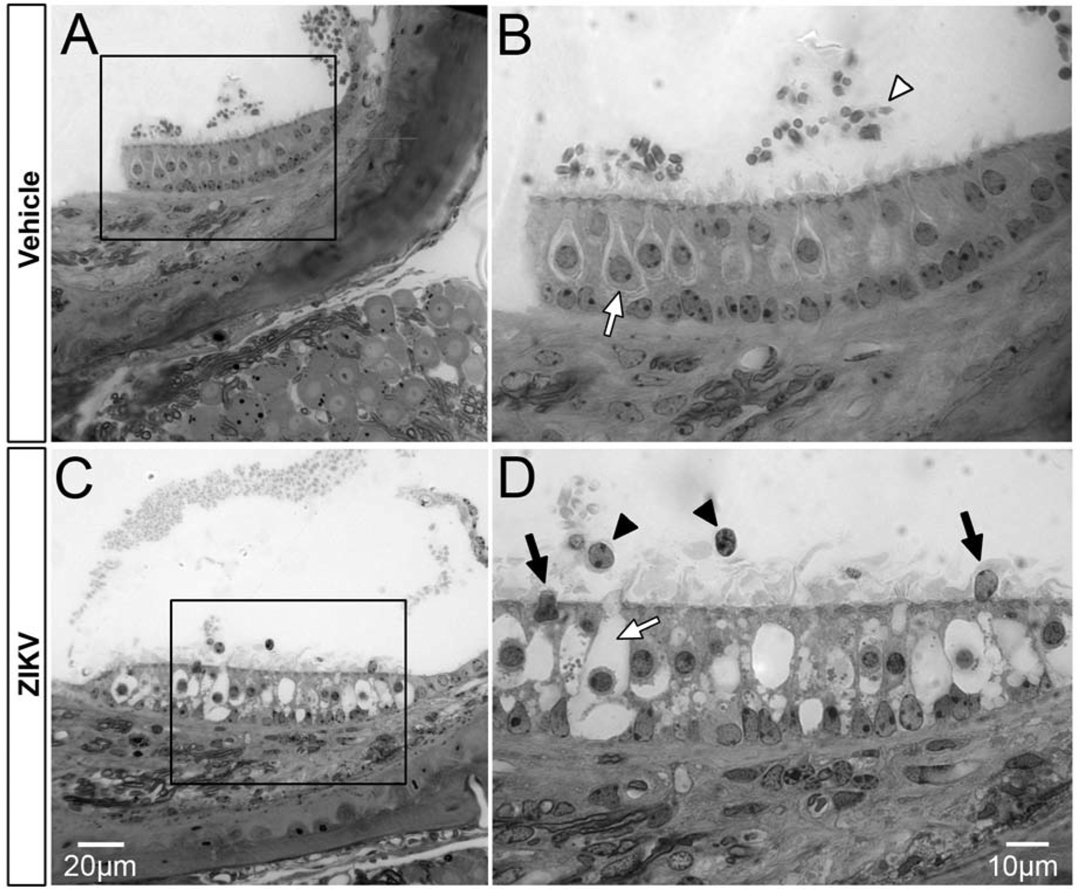 Figure 10.