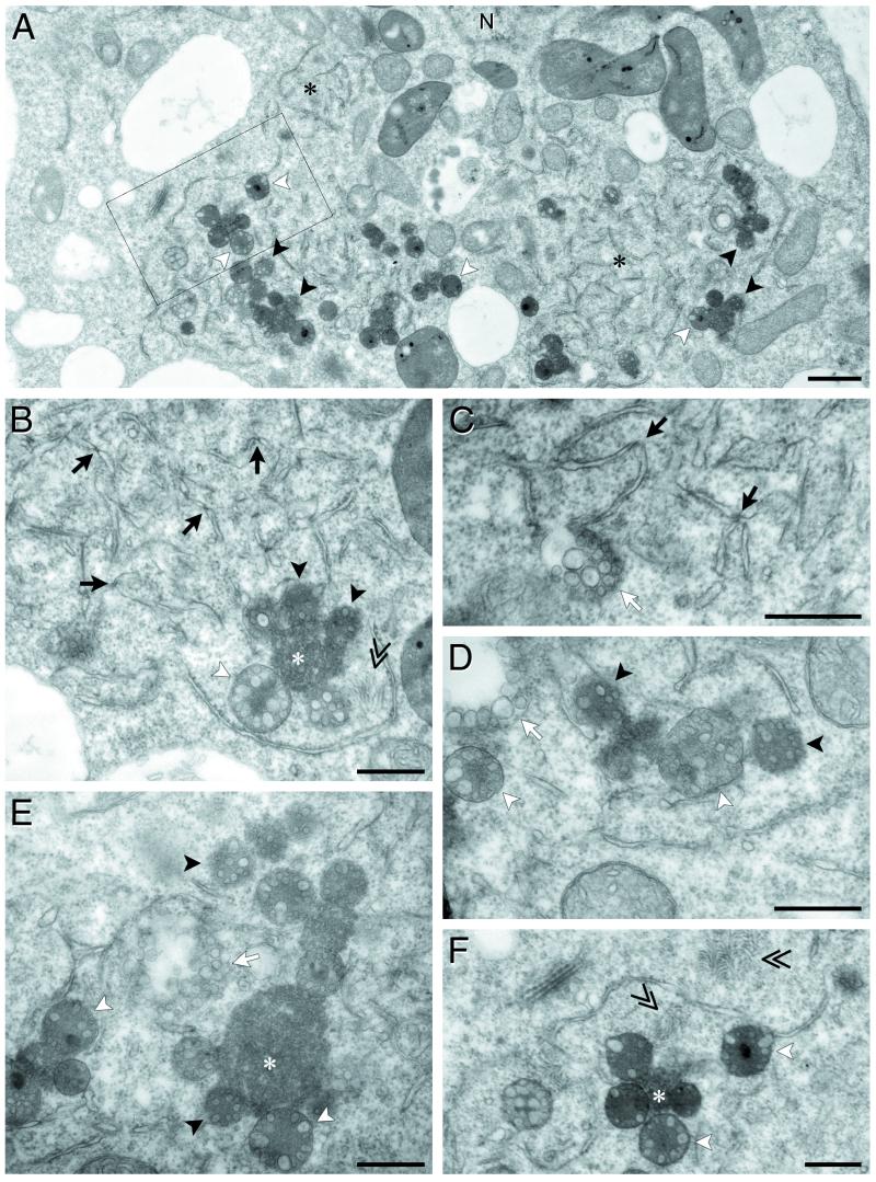 FIG. 8.