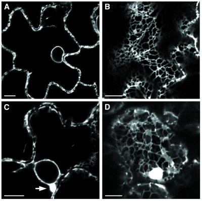 FIG. 7.