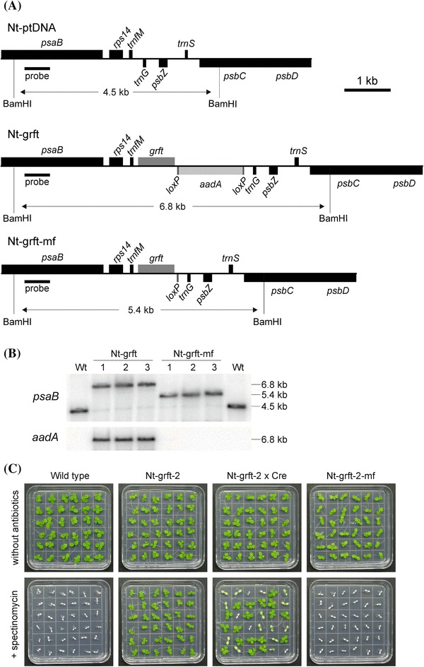 Fig. 1