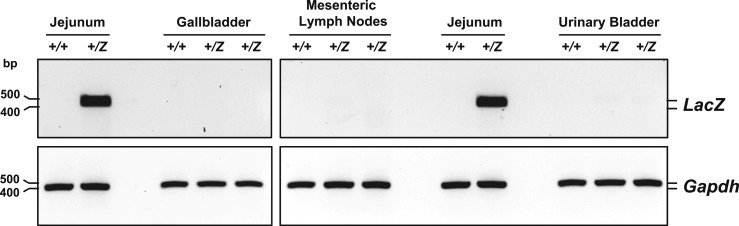 Figure 11.