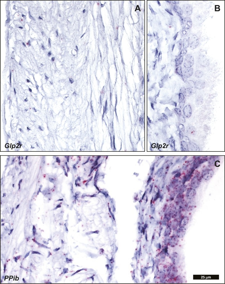 Figure 13.