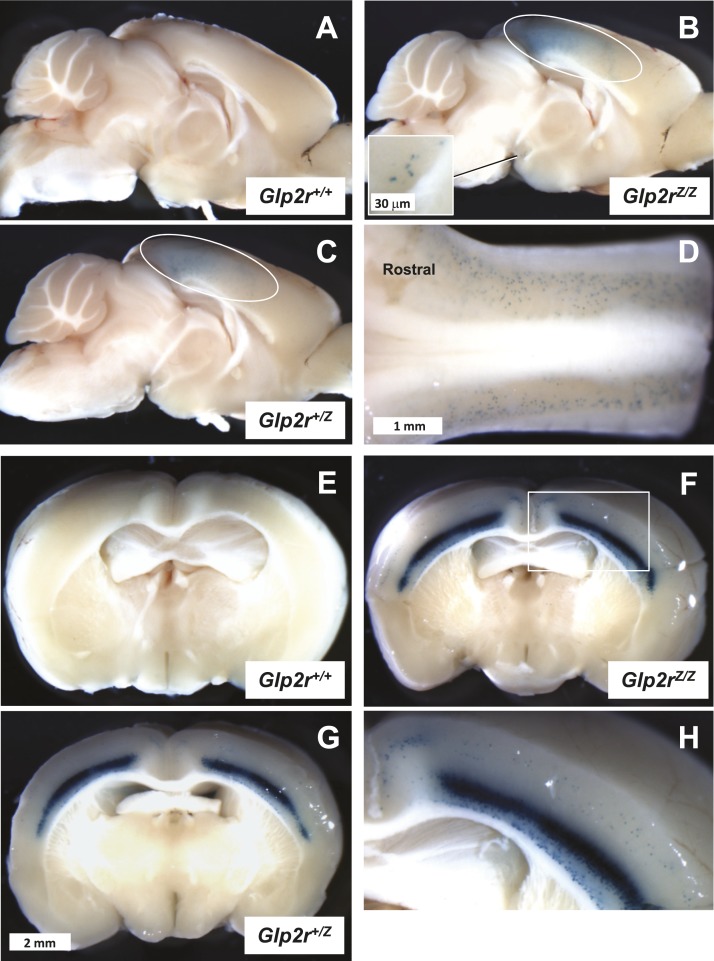 Figure 10.