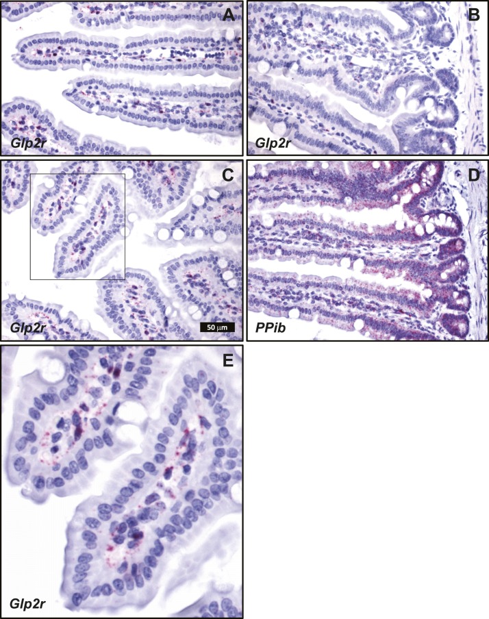 Figure 7.